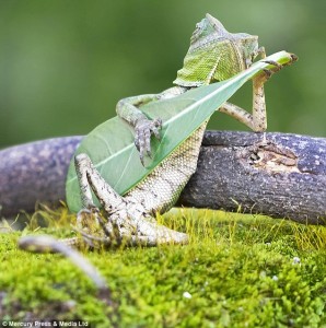 lizard strumming leaf